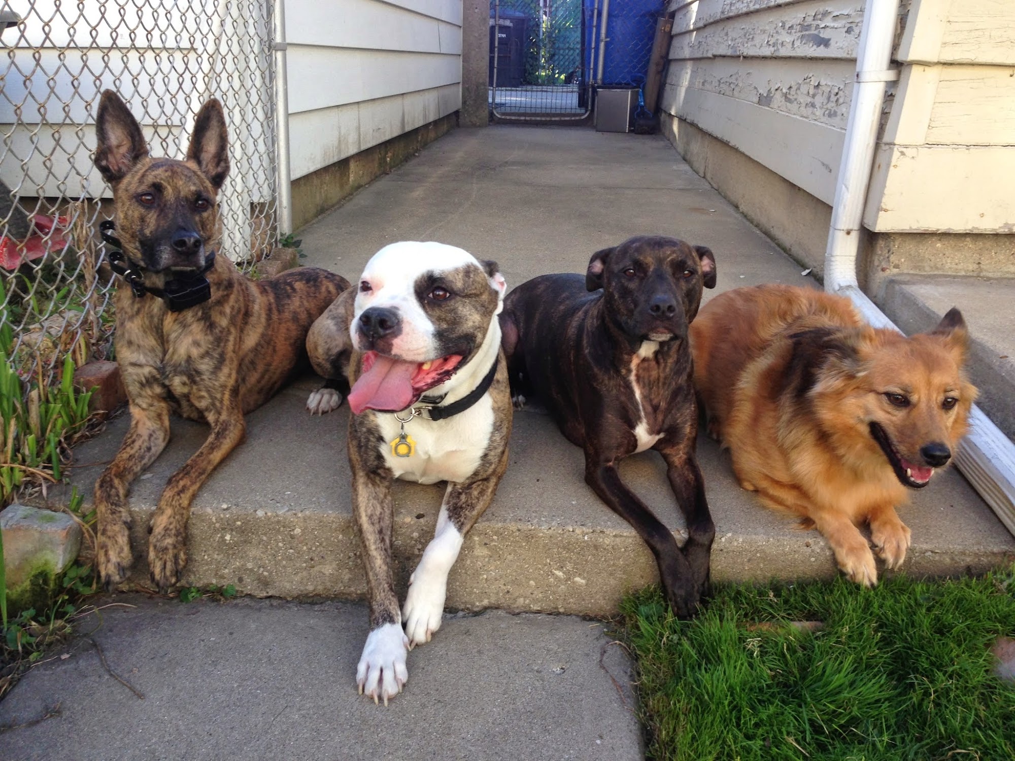 Mannered Mutts Dog Training Lake Bluff