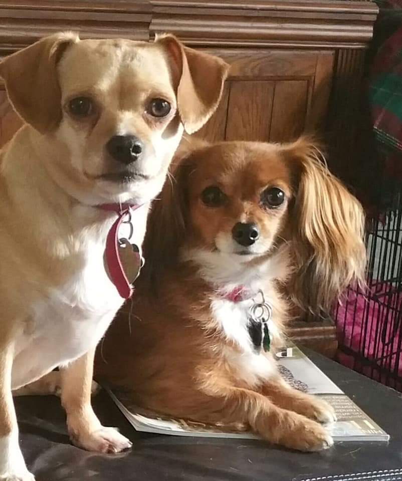 Argonne Animal Hospital Lemont