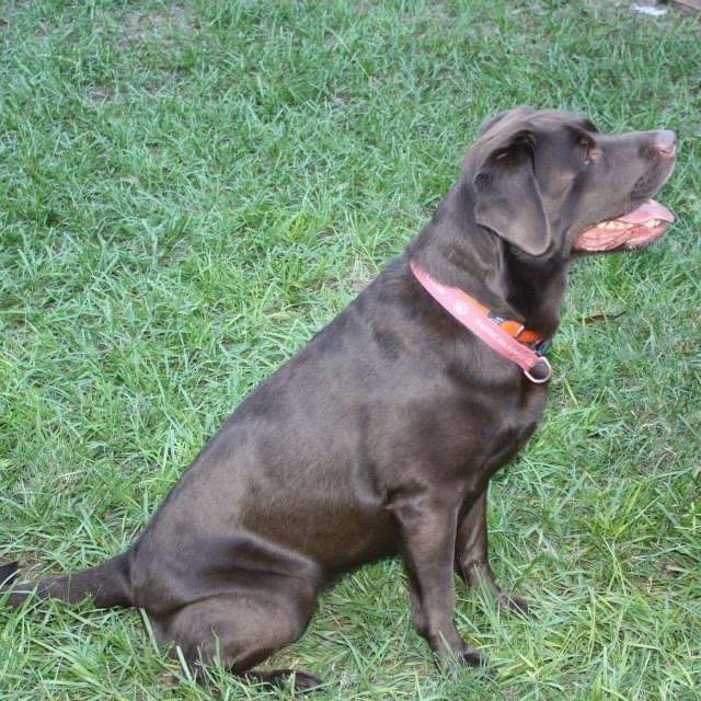 River Roads Labradors Libertyville