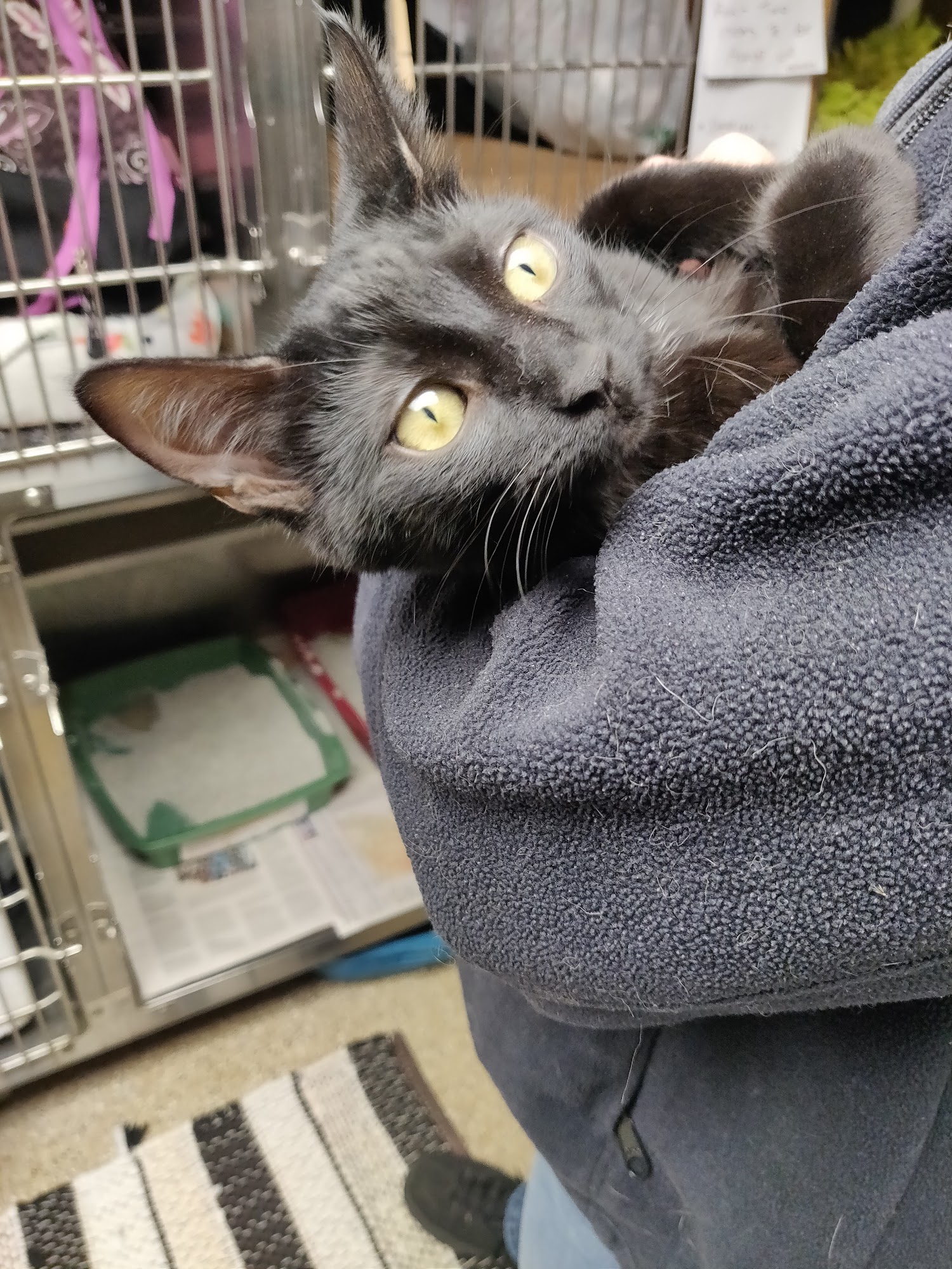 Cat Guardians Lombard