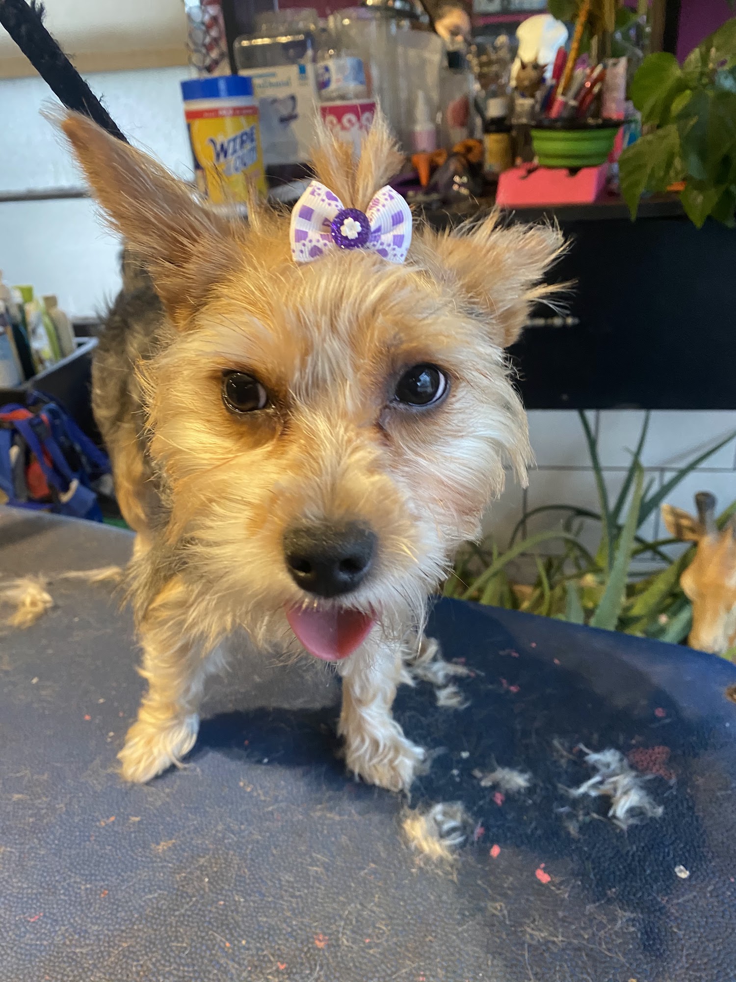 Pom Pom Grooming Salon Lyons