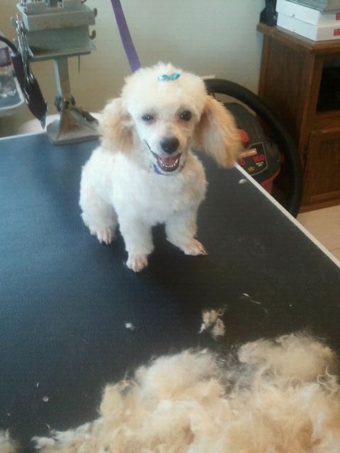 Paws-N-Claws Boarding and Grooming Macomb