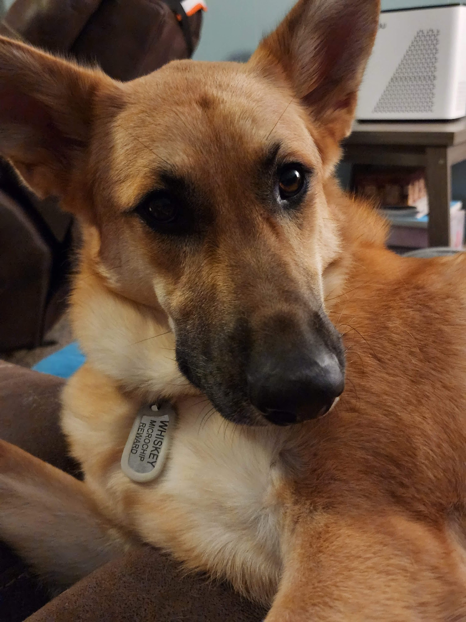 Happy Tails Professional Groom Marshall