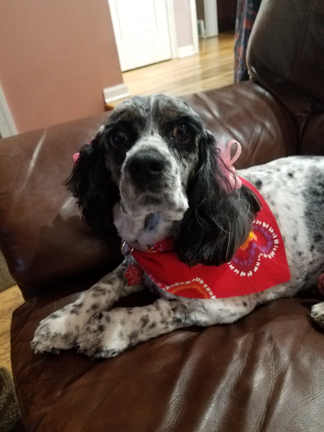 Dunkin' Dogs McHenry