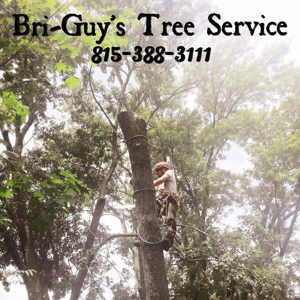 Bri-Guy's Tree Service