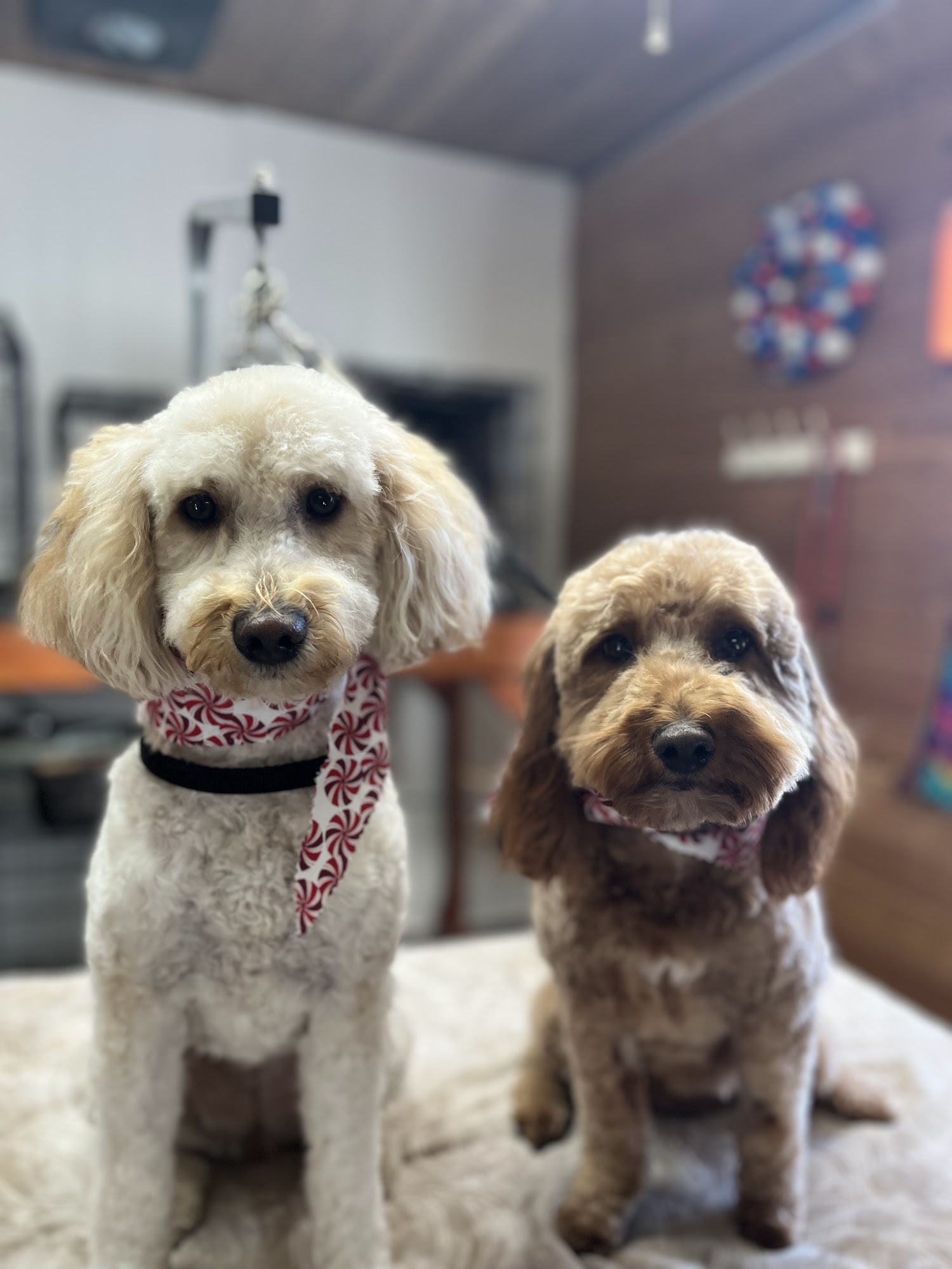 Poochie Palace Milan