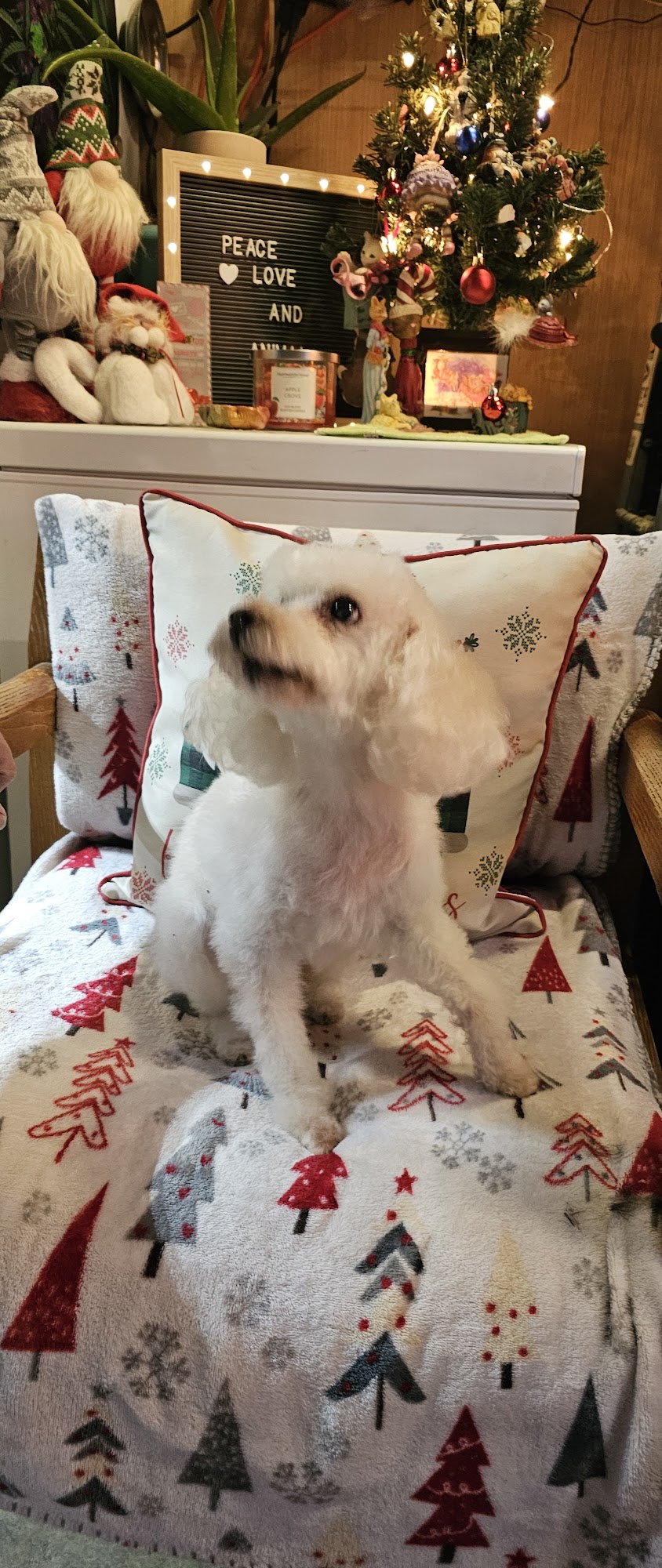 Chris' Pampered Pups Moline