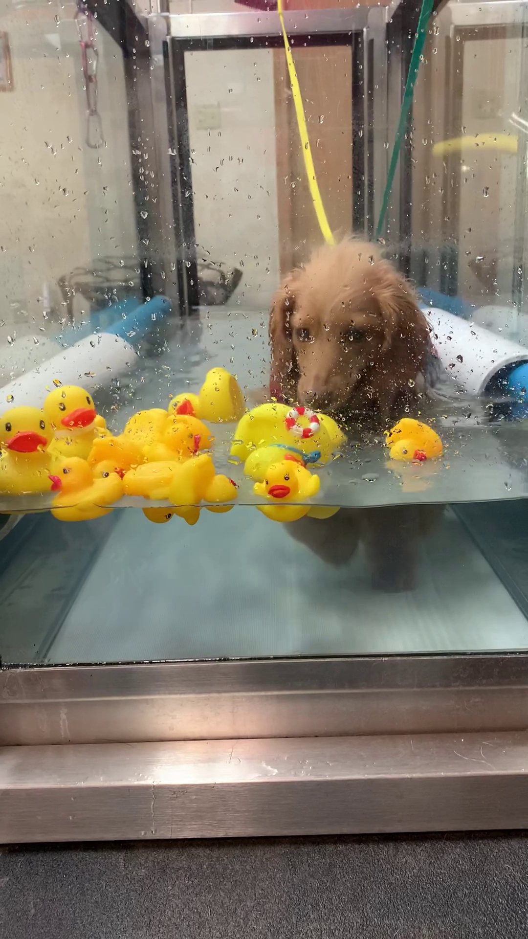 Canine Physical Rehab & Recreation Montgomery