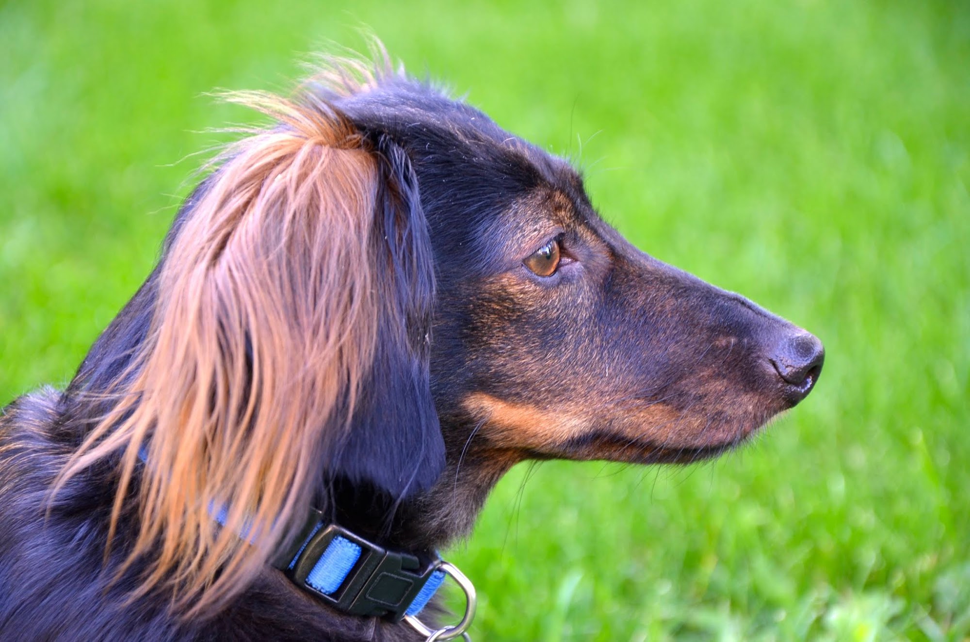 Lavitt Animal Hospital Morton Grove