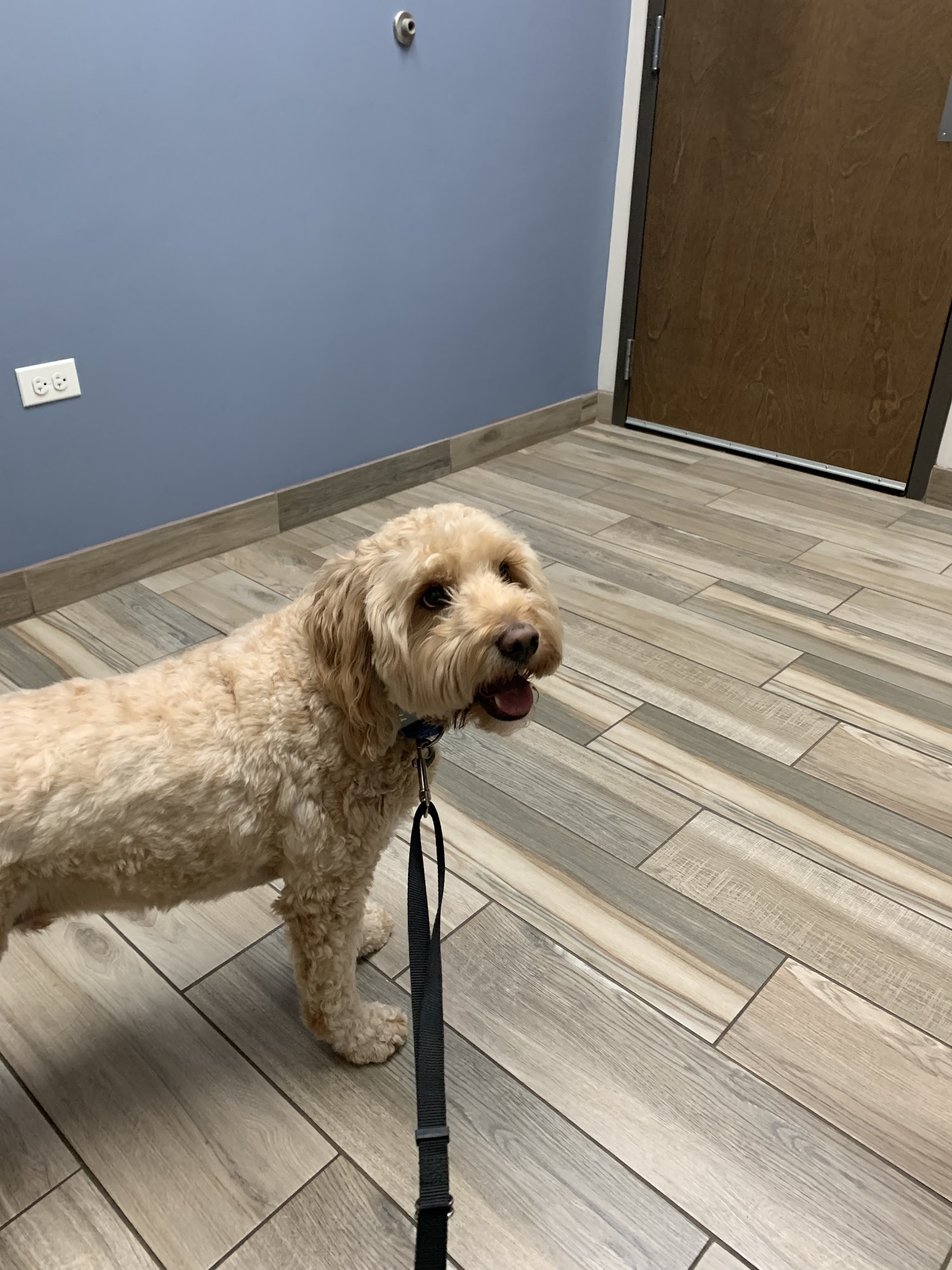 Morton Grove Animal Hospital Morton Grove