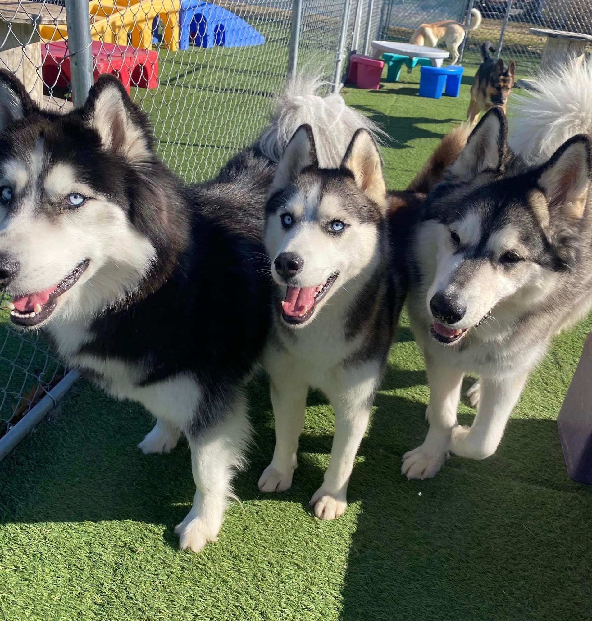 Jagger's Doggie Daycare, Dog Grooming, Training & Boarding Mount Vernon