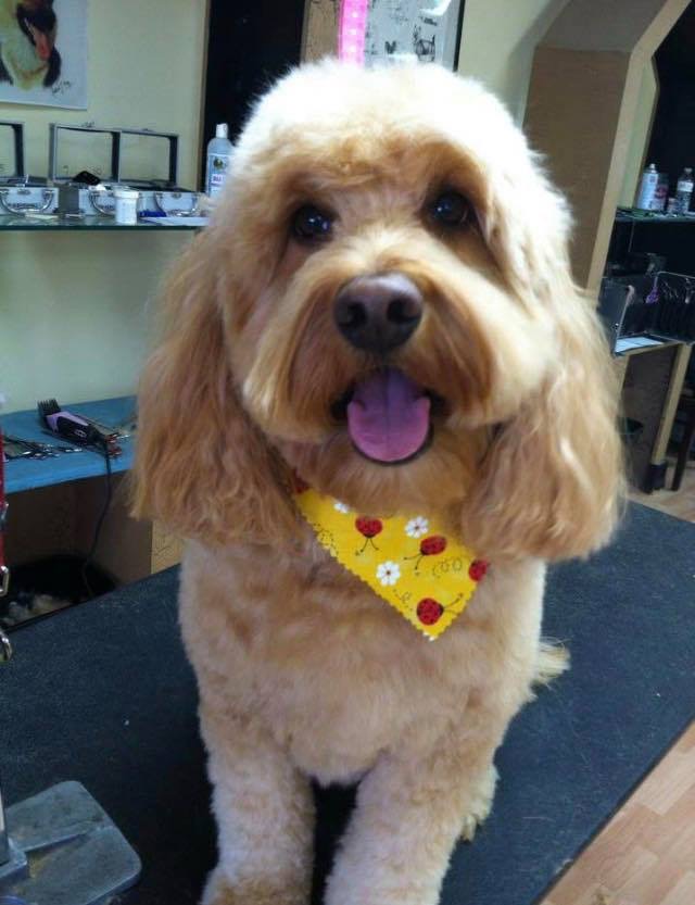 Artistic Pet Grooming Mundelein