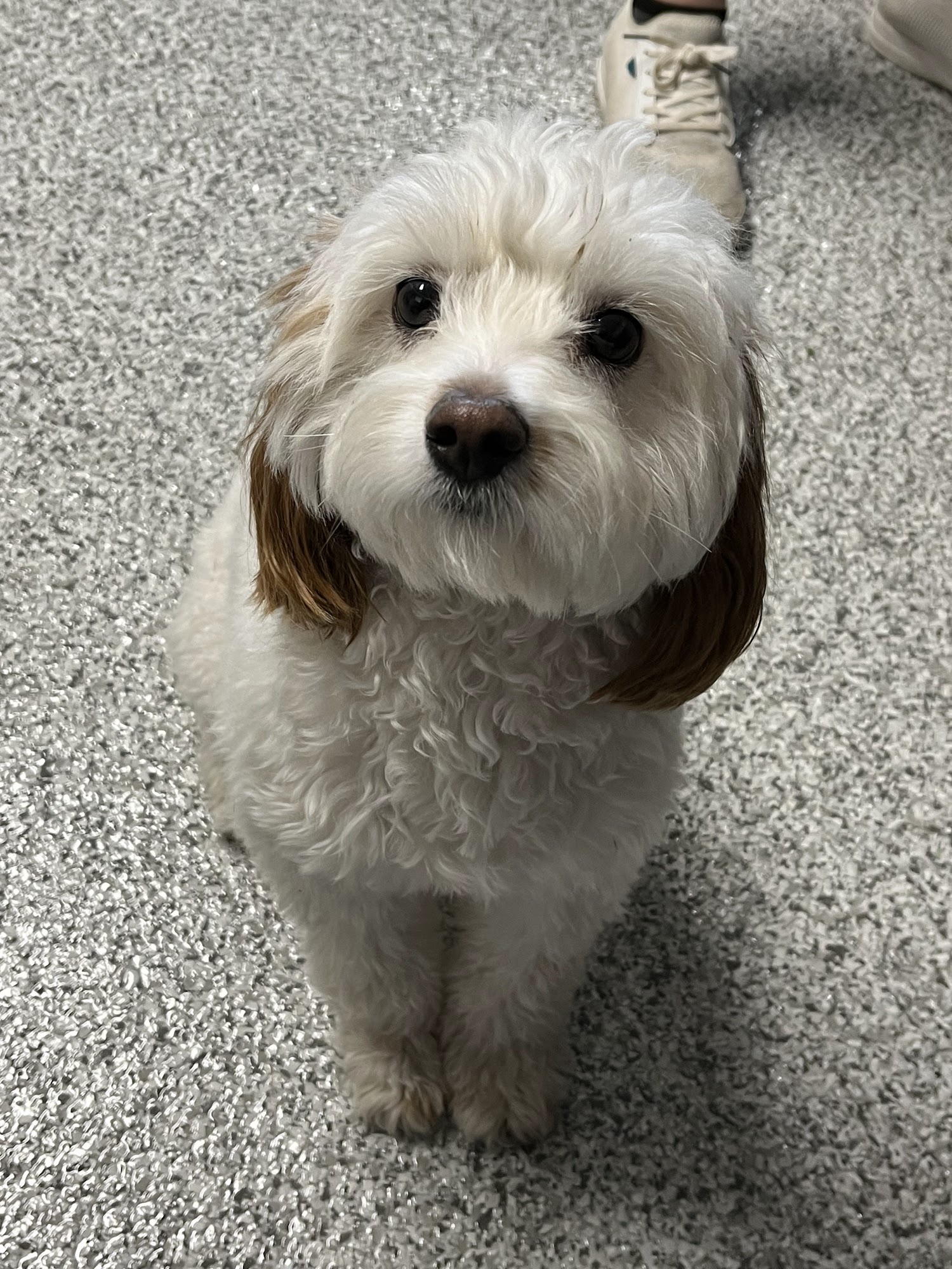 Bark University Inc Mundelein