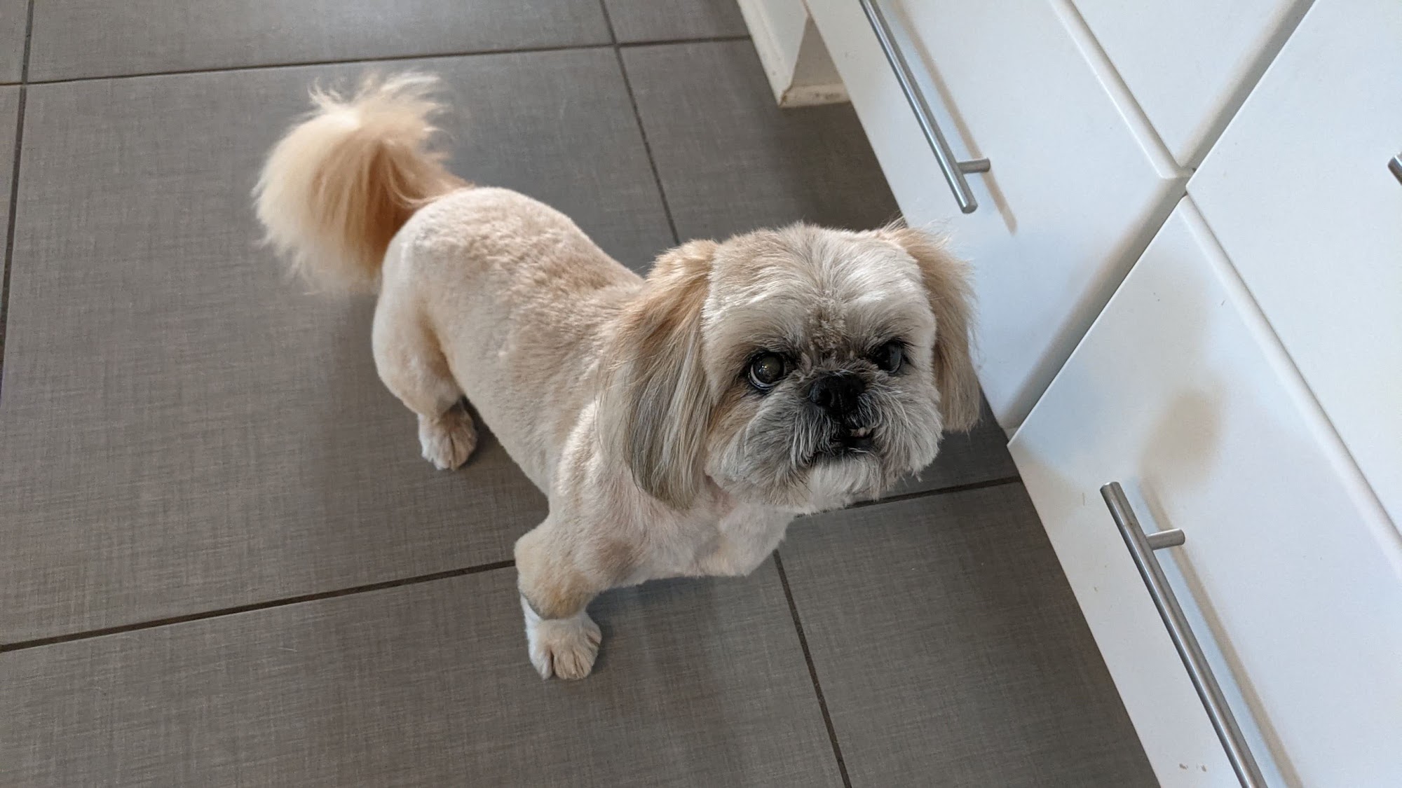 Gail's Groomerie Naperville