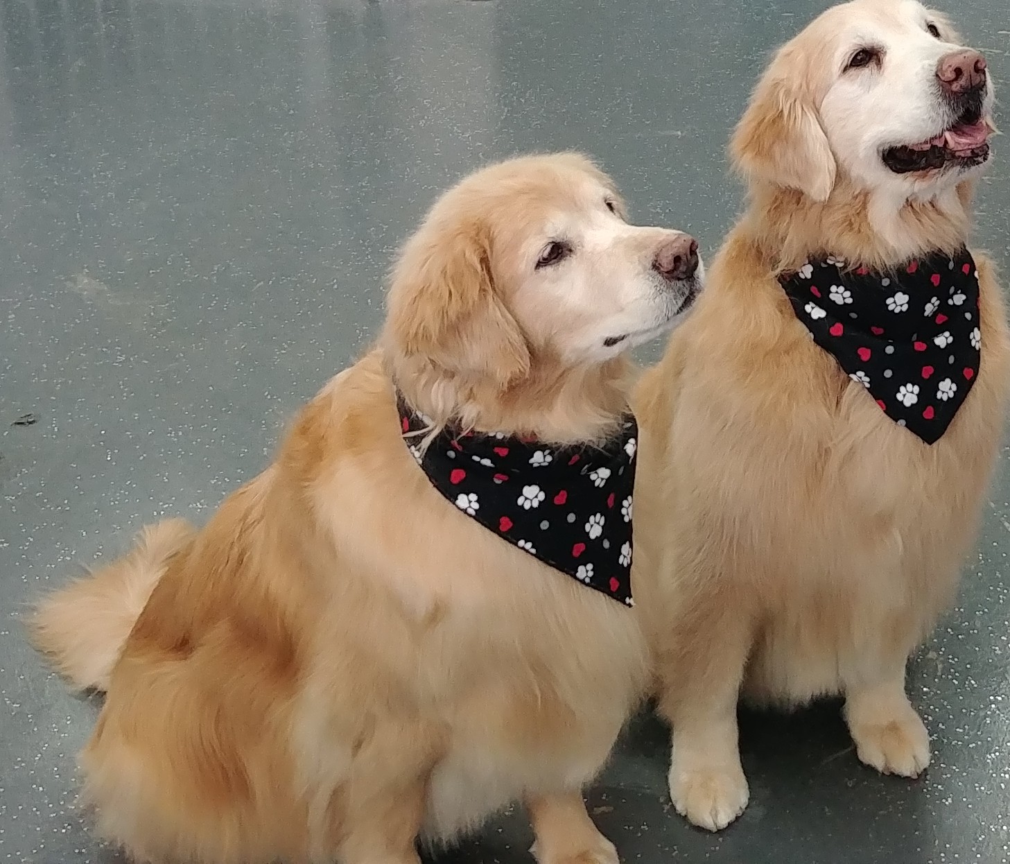 Fancy Face Pet Salon & Spa Naperville