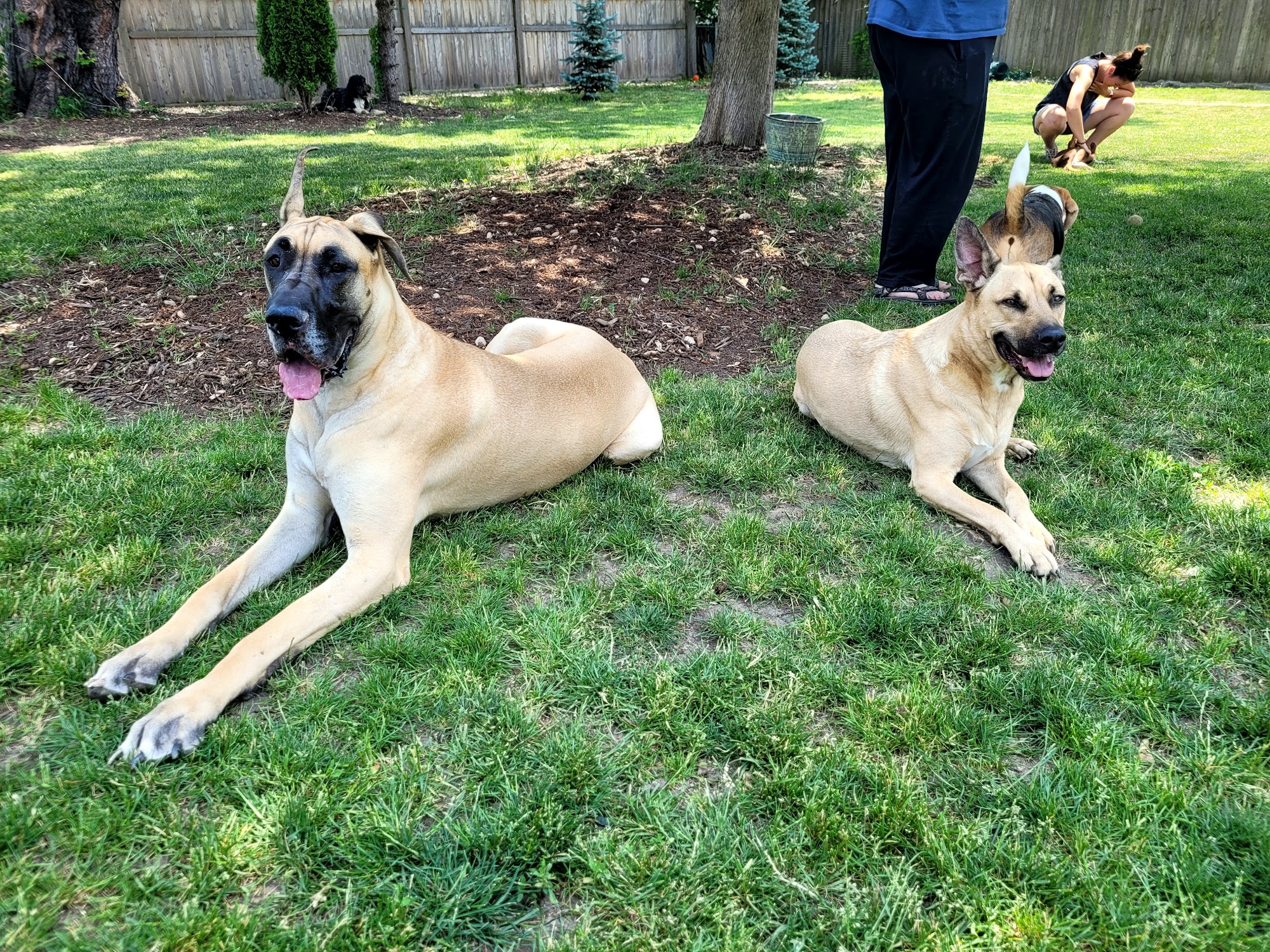 POOCHES 'N' WHATNOT Naperville