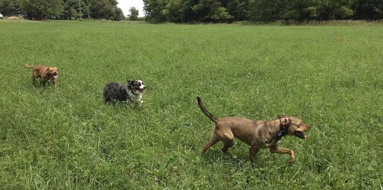 Canine Peace of Mind Naperville