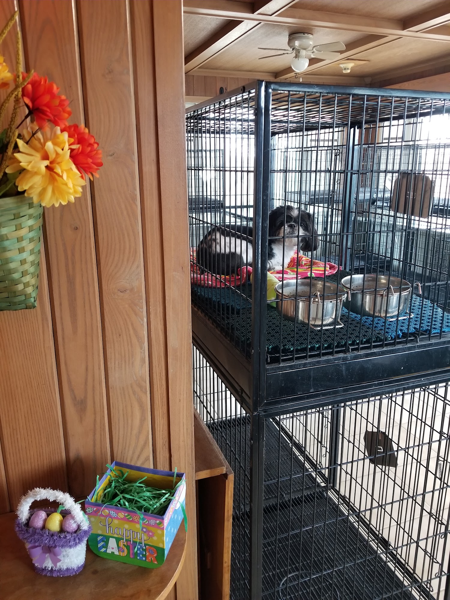 Mr Scott's Dog Resort North Aurora