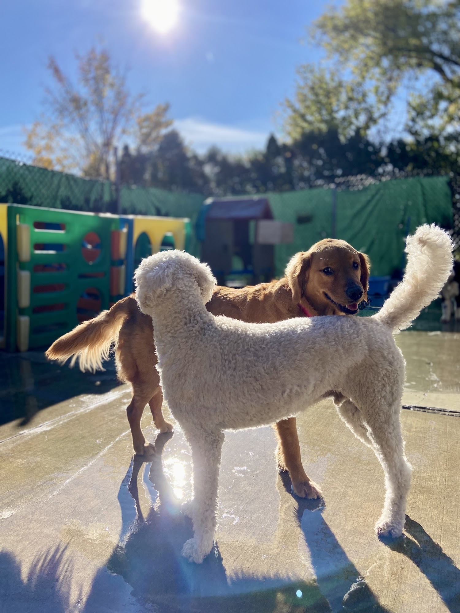 Doggie Do Rite Daycare, Inc. Northbrook
