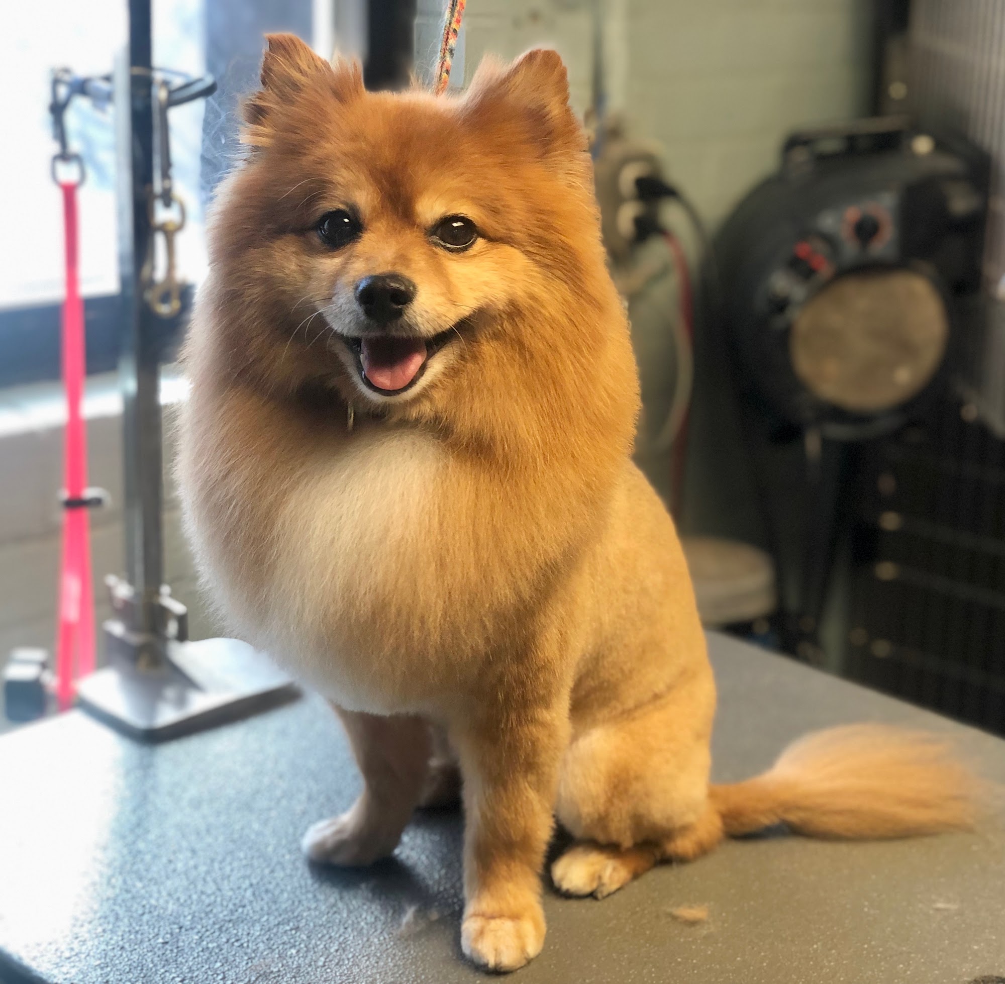 Your Dog's Guru, Inc Northbrook