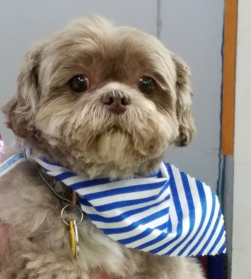 The Complete Dog Northbrook