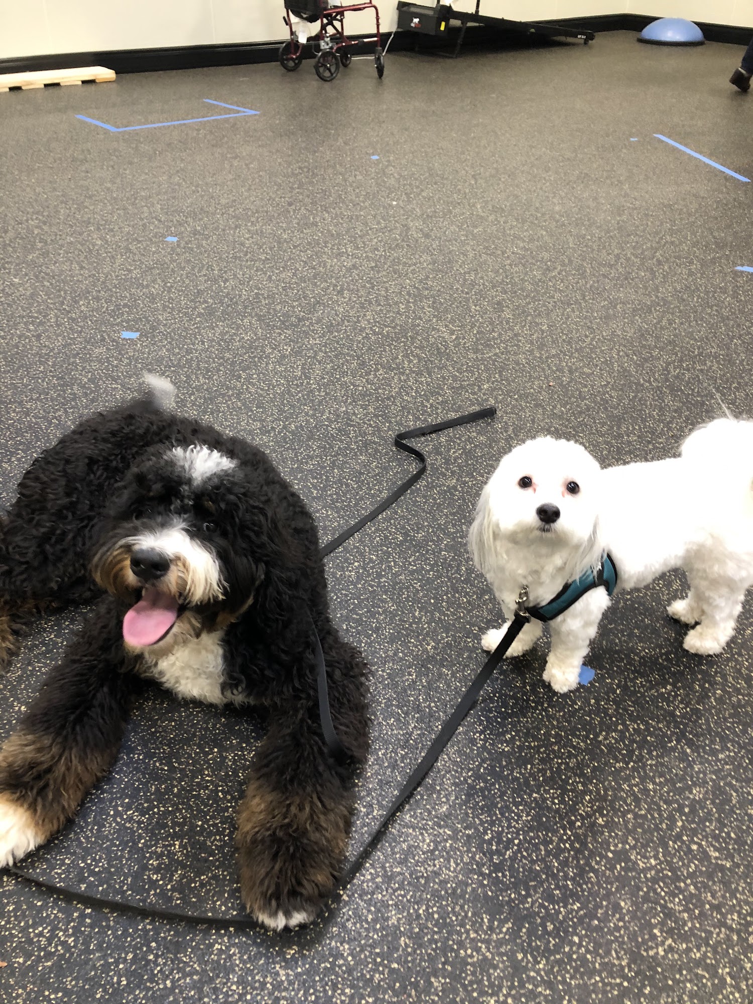 Wolf's Lair K9 Northbrook