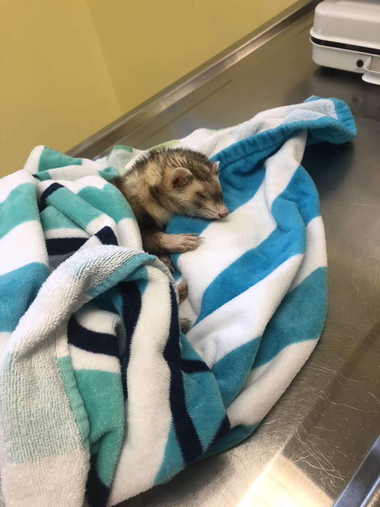 Oak Park Animal Hospital Ltd Oak Park