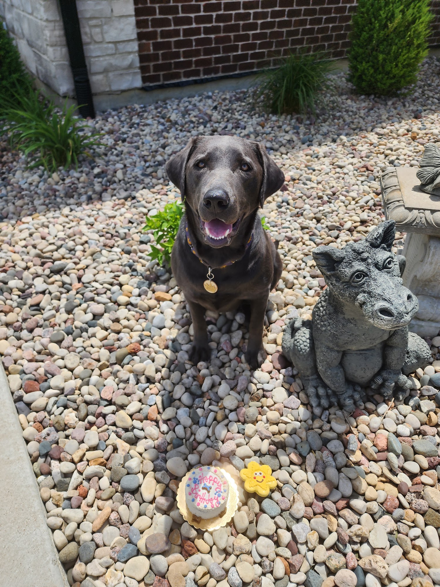 Sonya's Good Dog Services LLC Oswego