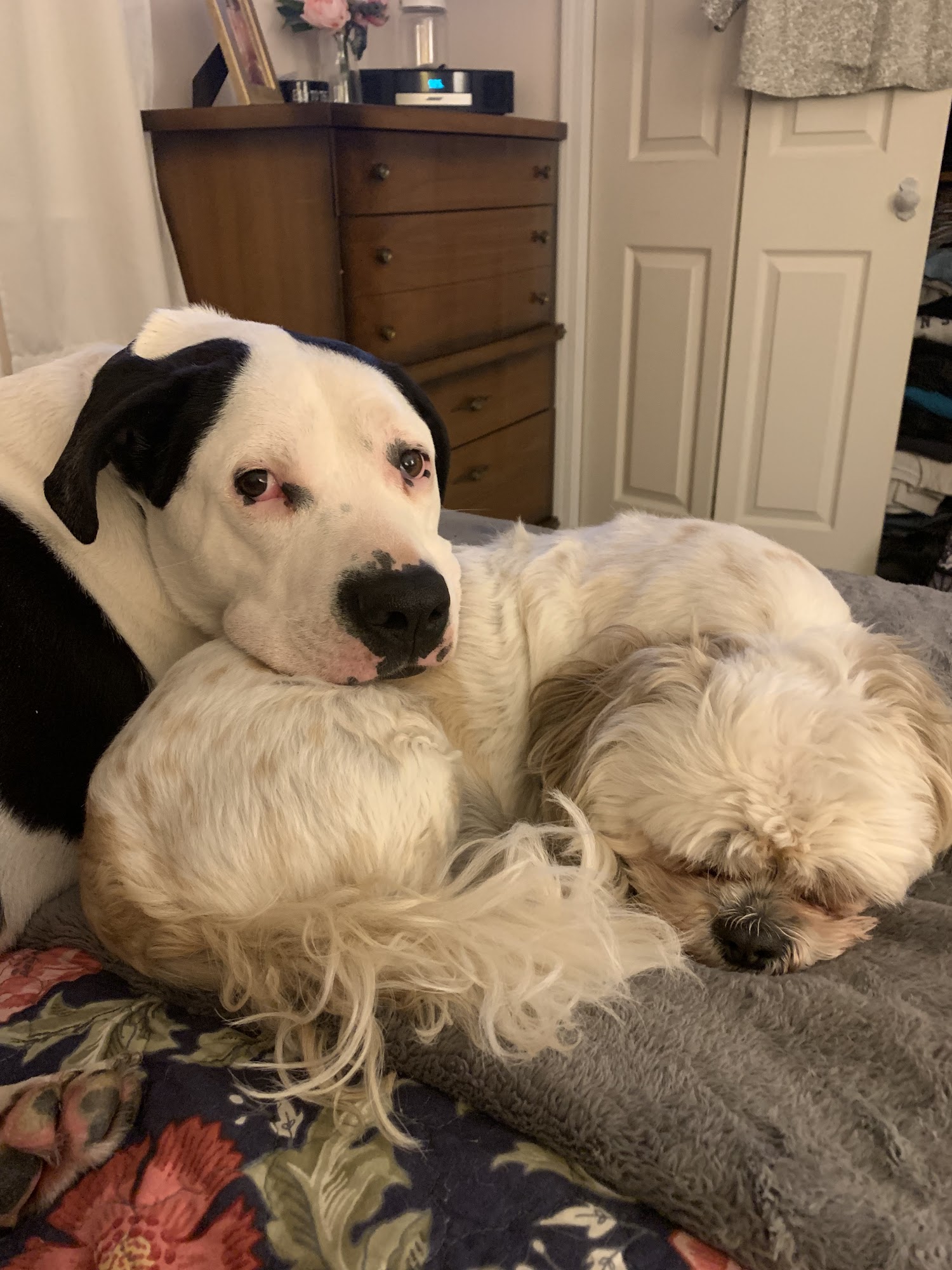 Pete & Mac's Pet Resort Palatine Palatine