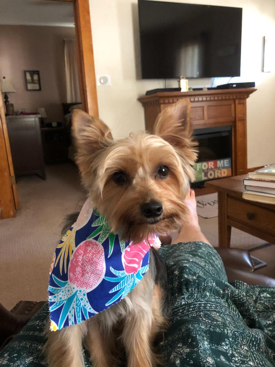 Fancy Paws Grooming Pekin