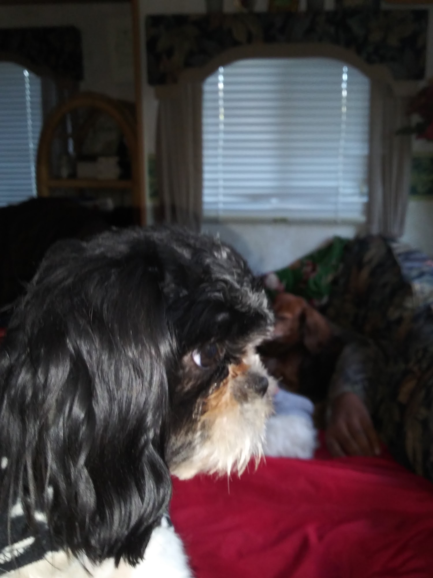 Critter Cleaners Grooming Pekin