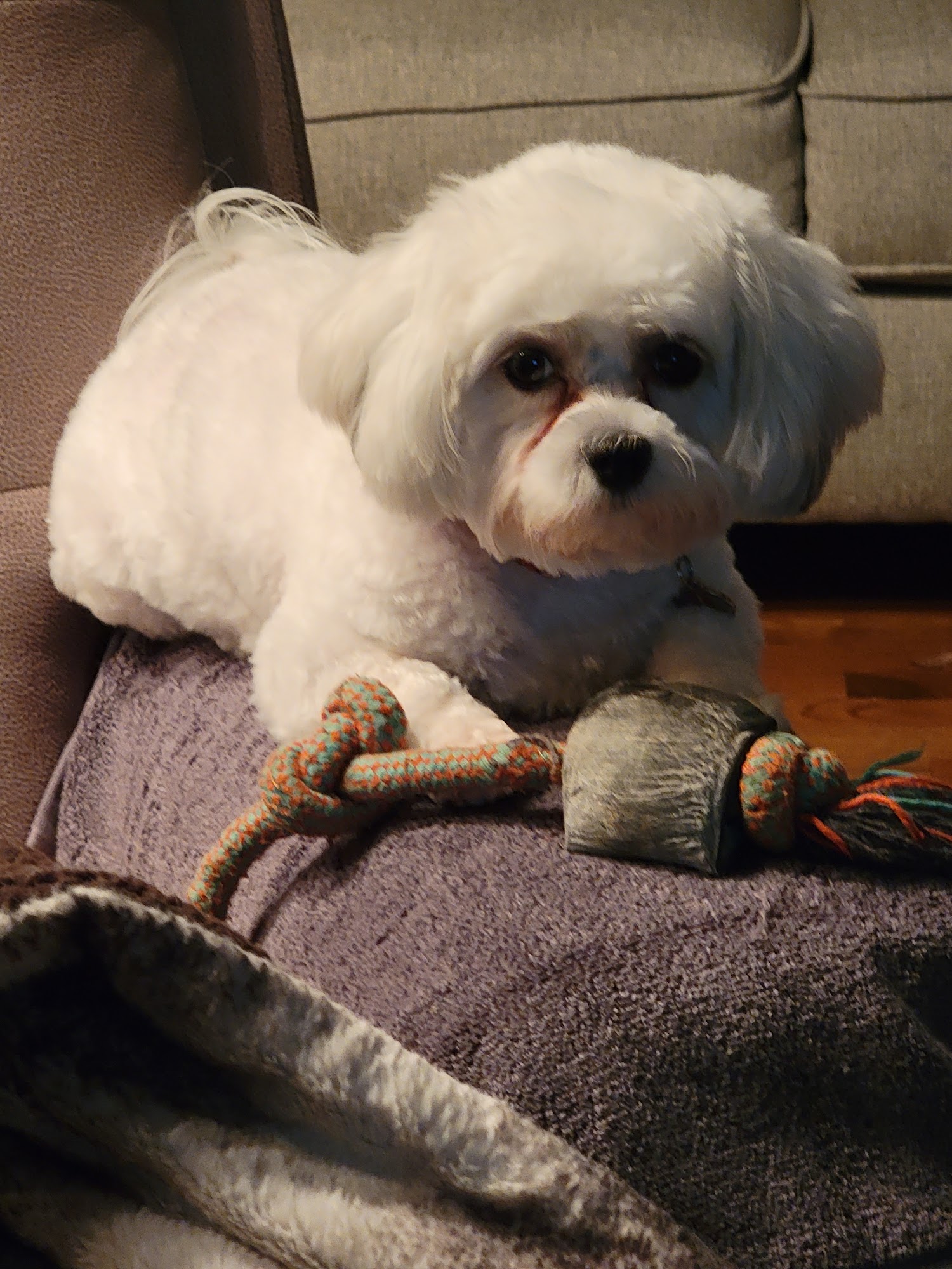 Groomingdales Pet Salon Peoria