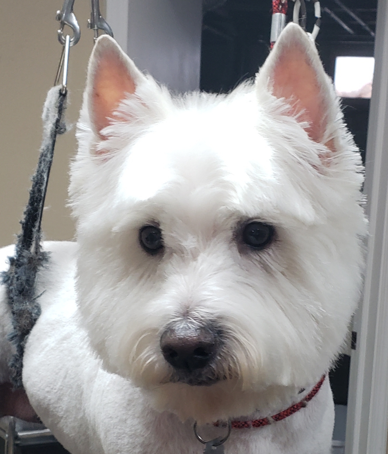 Paws N' Claws Peoria