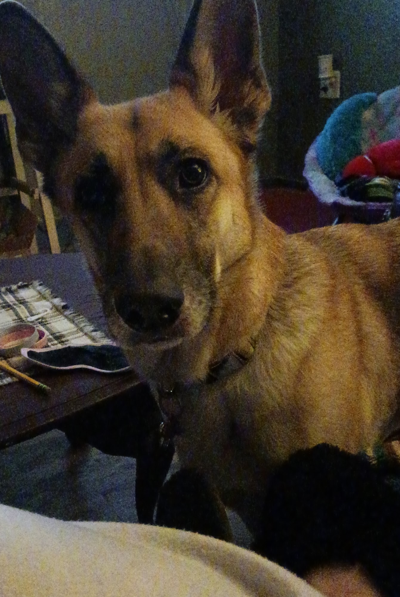 Peoria Obedience Training Club Peoria