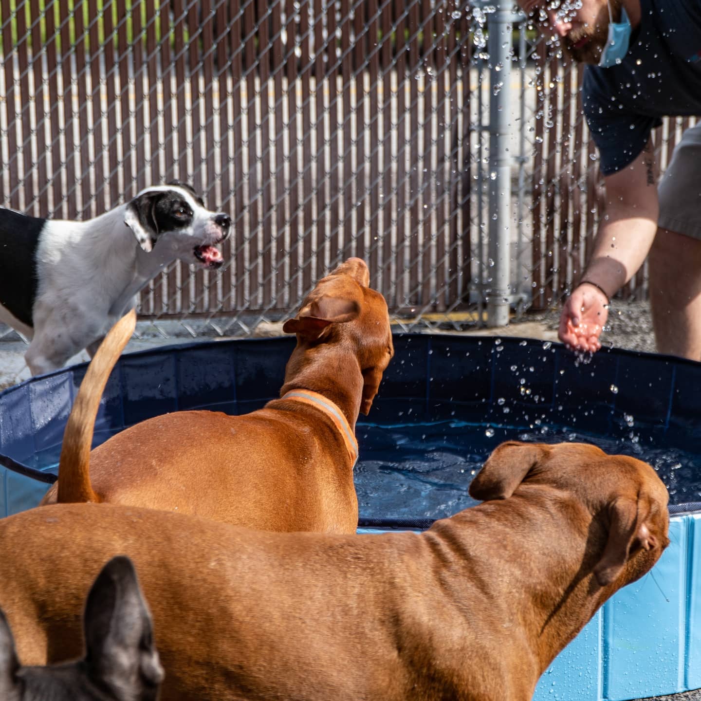 Doggy Daydream Prospect Heights