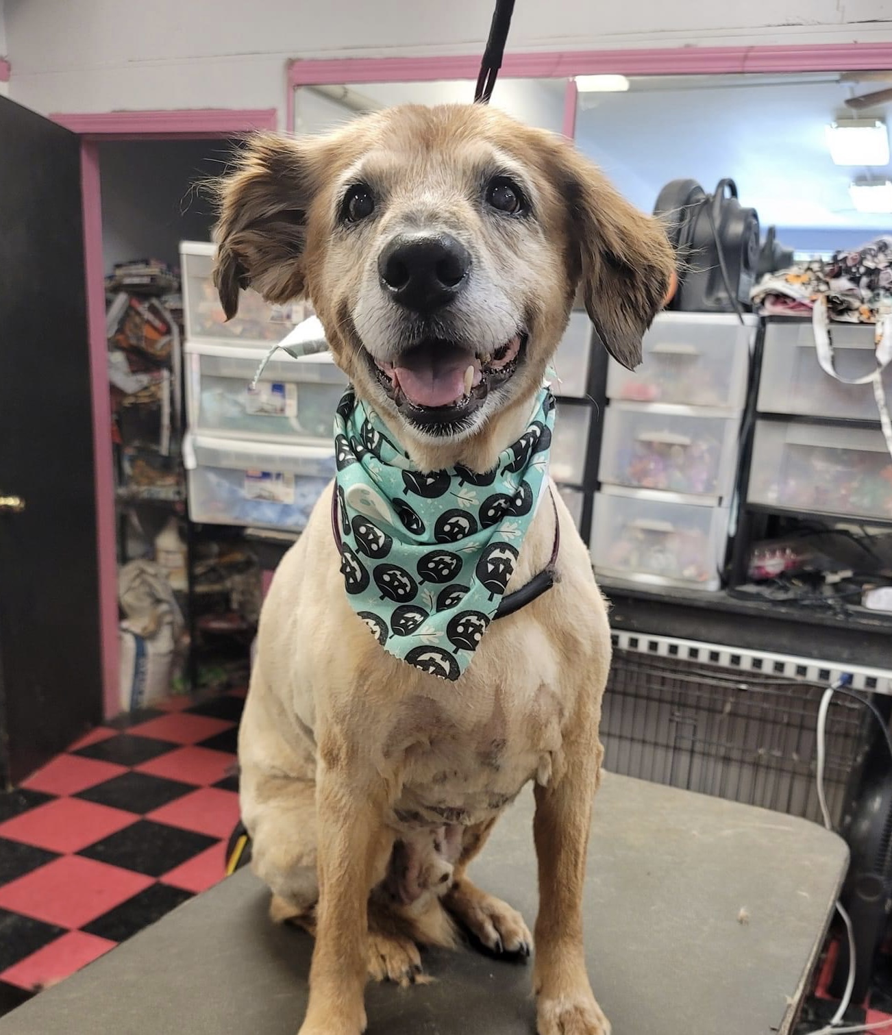 Doggy-A-GoGo Pet Day Spa & Self Wash Riverside