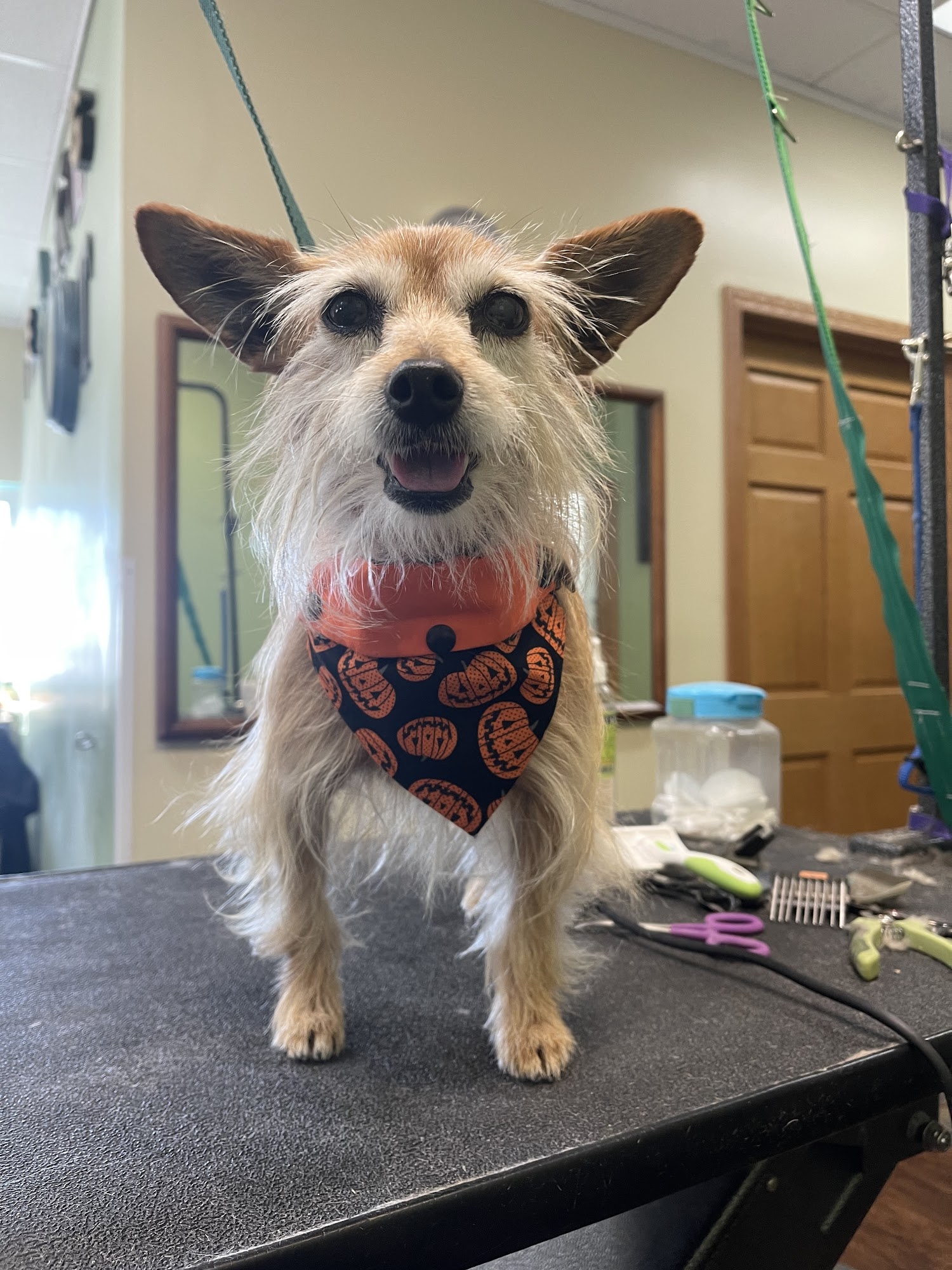 The Barking Lot Grooming Salon, LLC Rockford