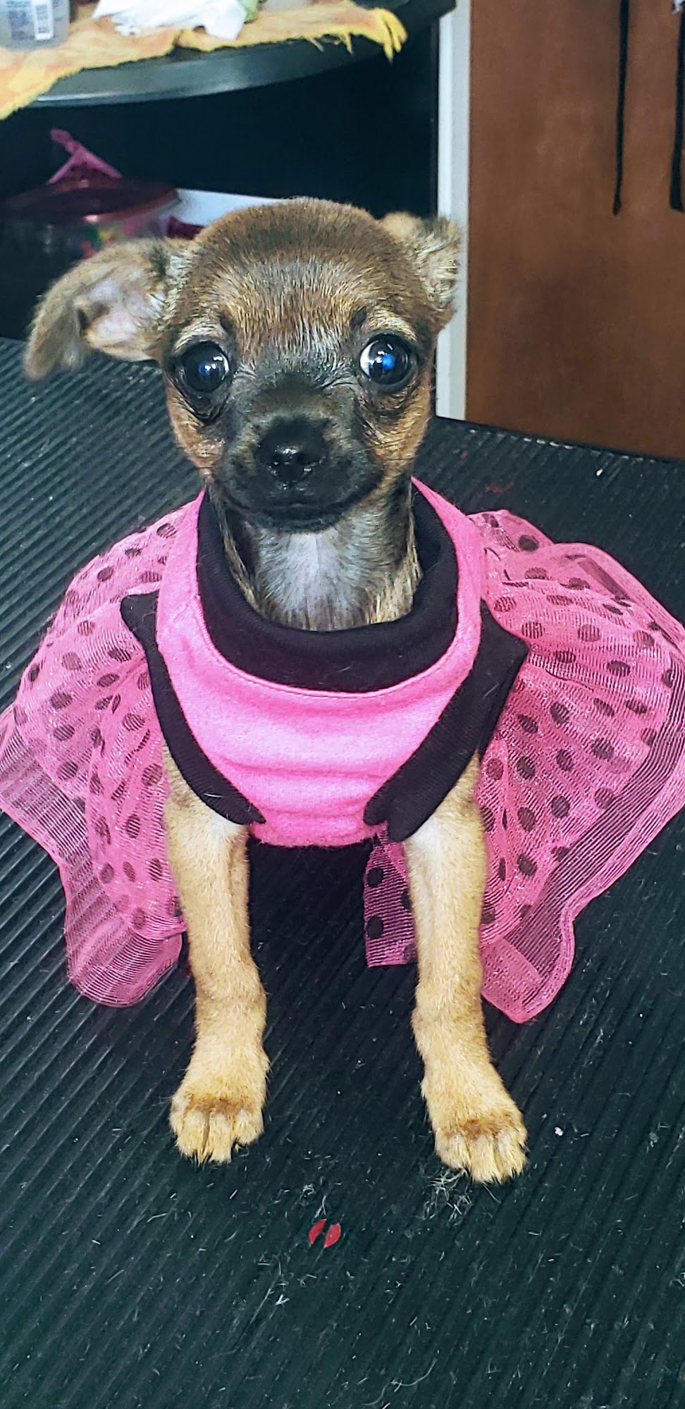 All Paws Beauty Salon Rockford