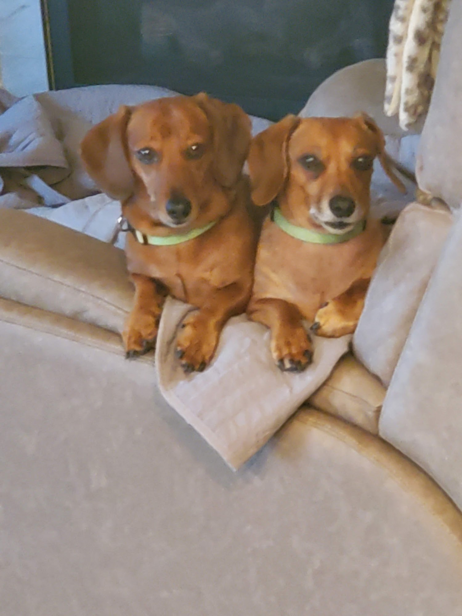 Canine & Abel Inc Rockford