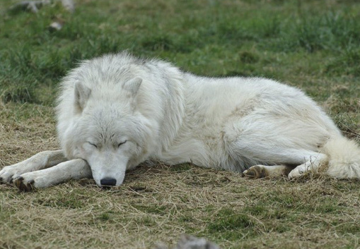 Airport Pet Lodge Rockford