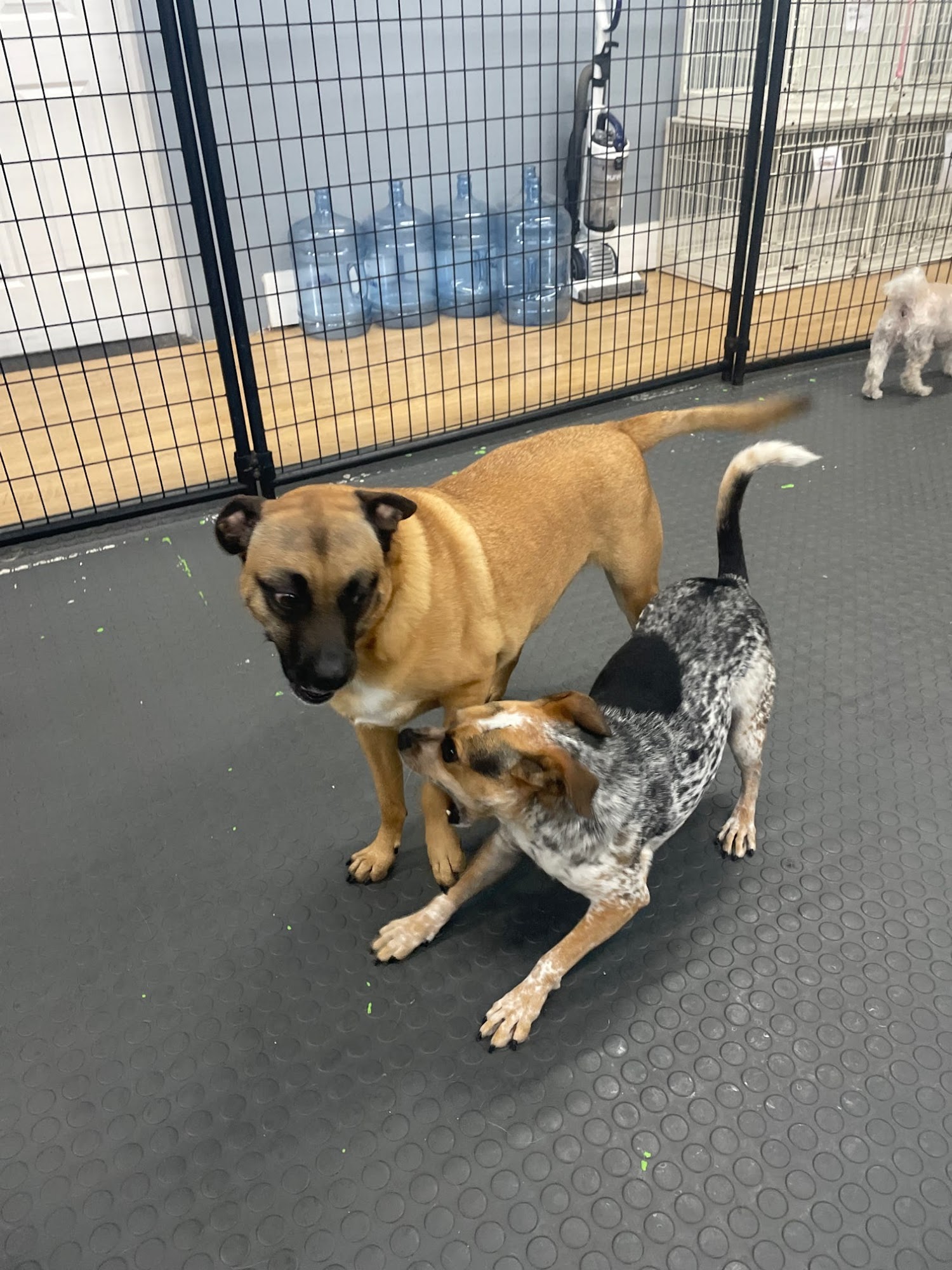 Yuppie Puppie Play Care Roselle