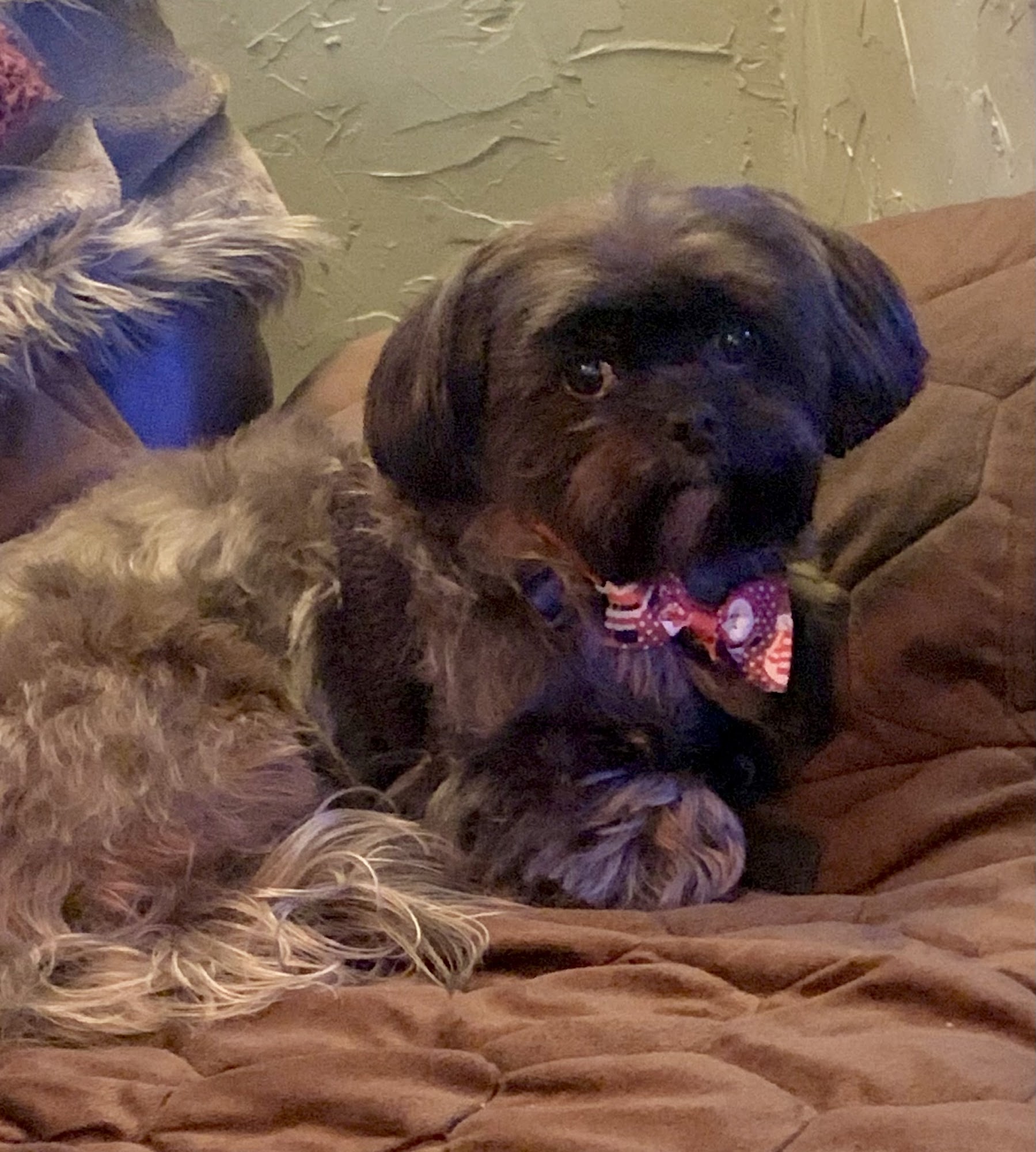 Pawsitivity Dog Grooming Springfield