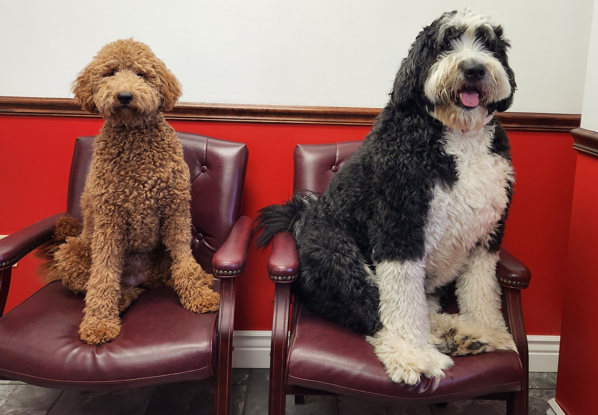 Doggone Gorgeous Springfield