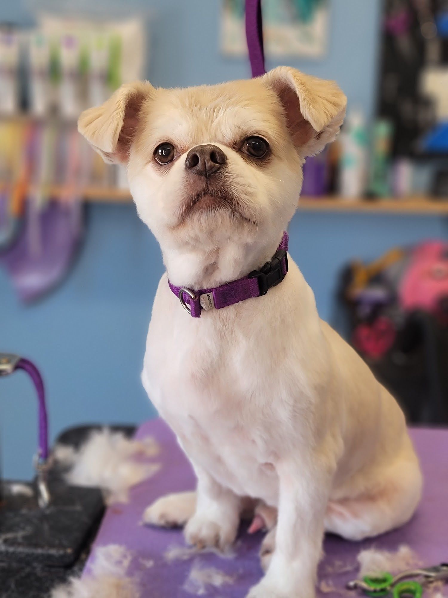 Bark Side of the Groom Springfield