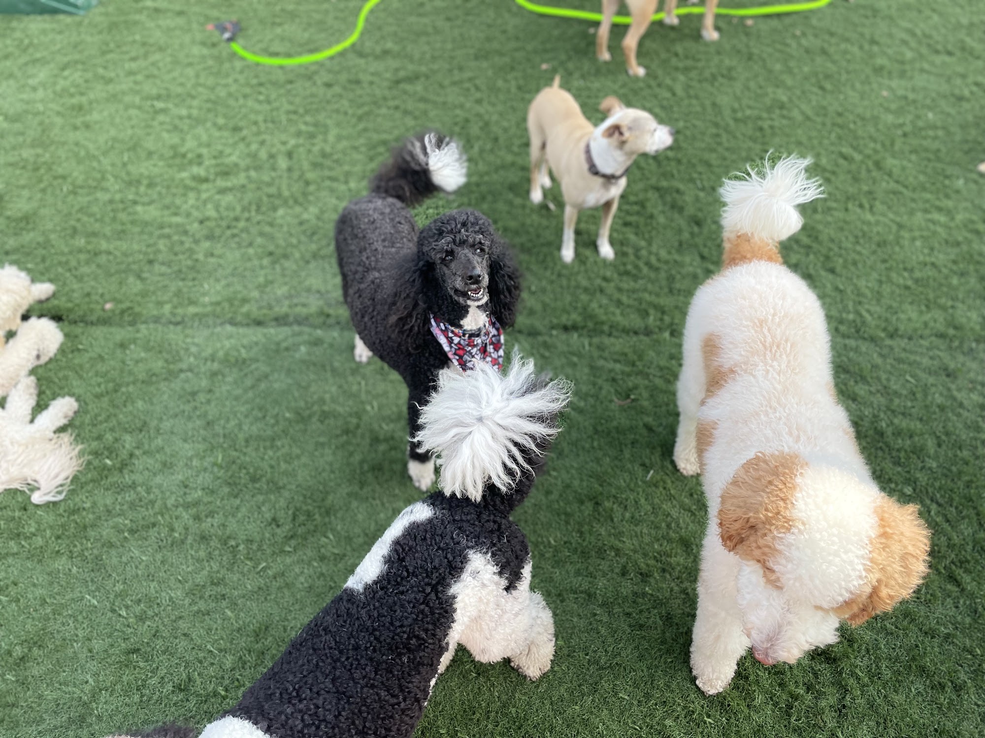 Tail Command Springfield