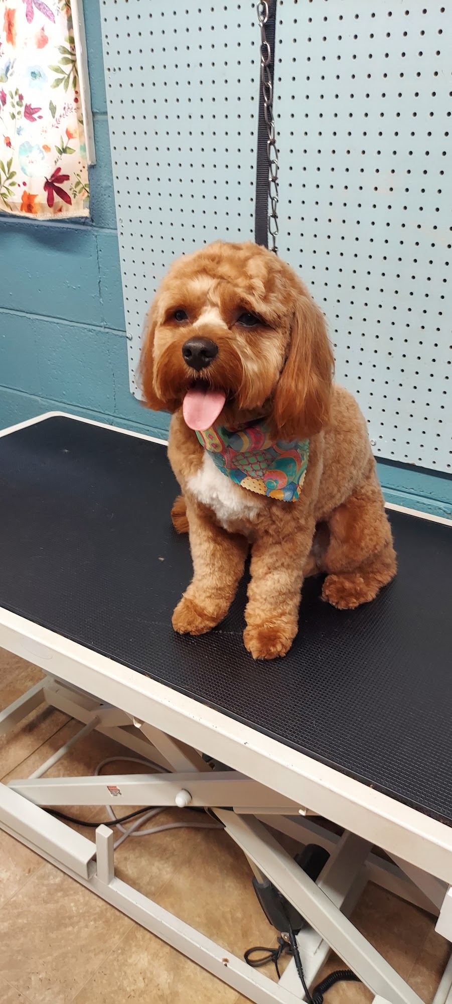 Jean's Pet Grooming Steger