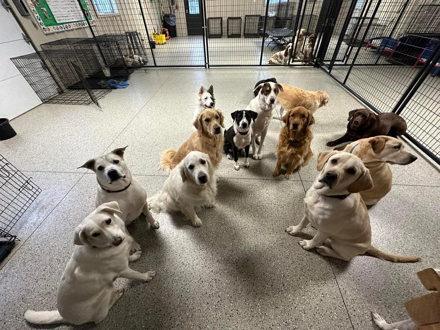 Four Leaf K9 Training & Daycare Streator