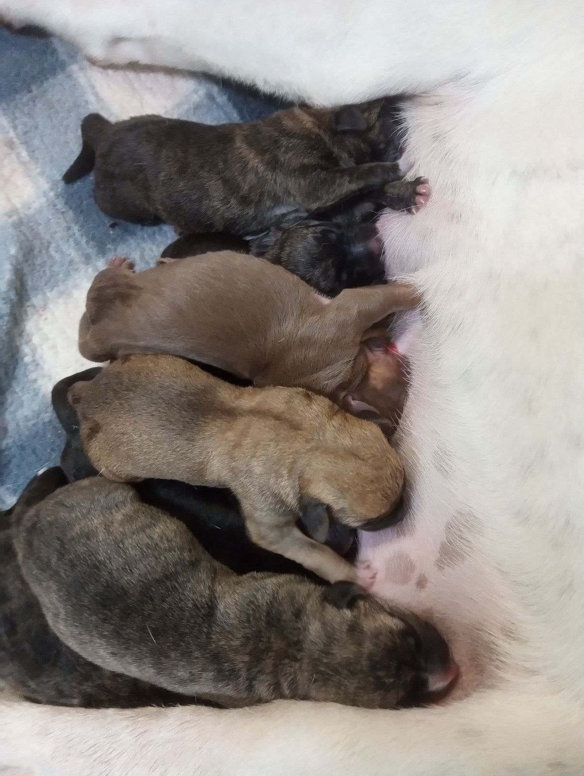 Second Chance Animal Shelter of Fayette County Vandalia