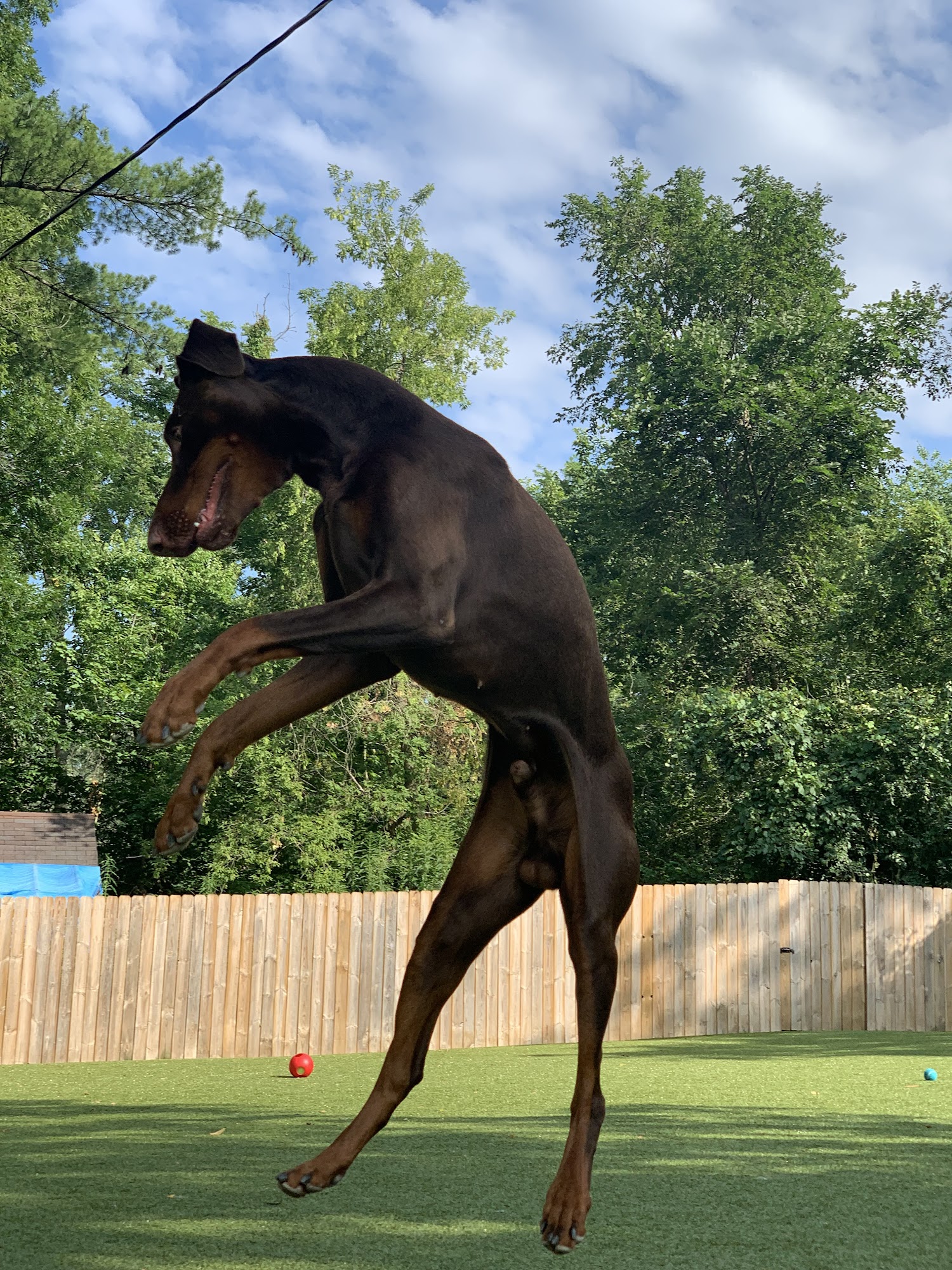 Dogstyle Inc. Vernon Hills