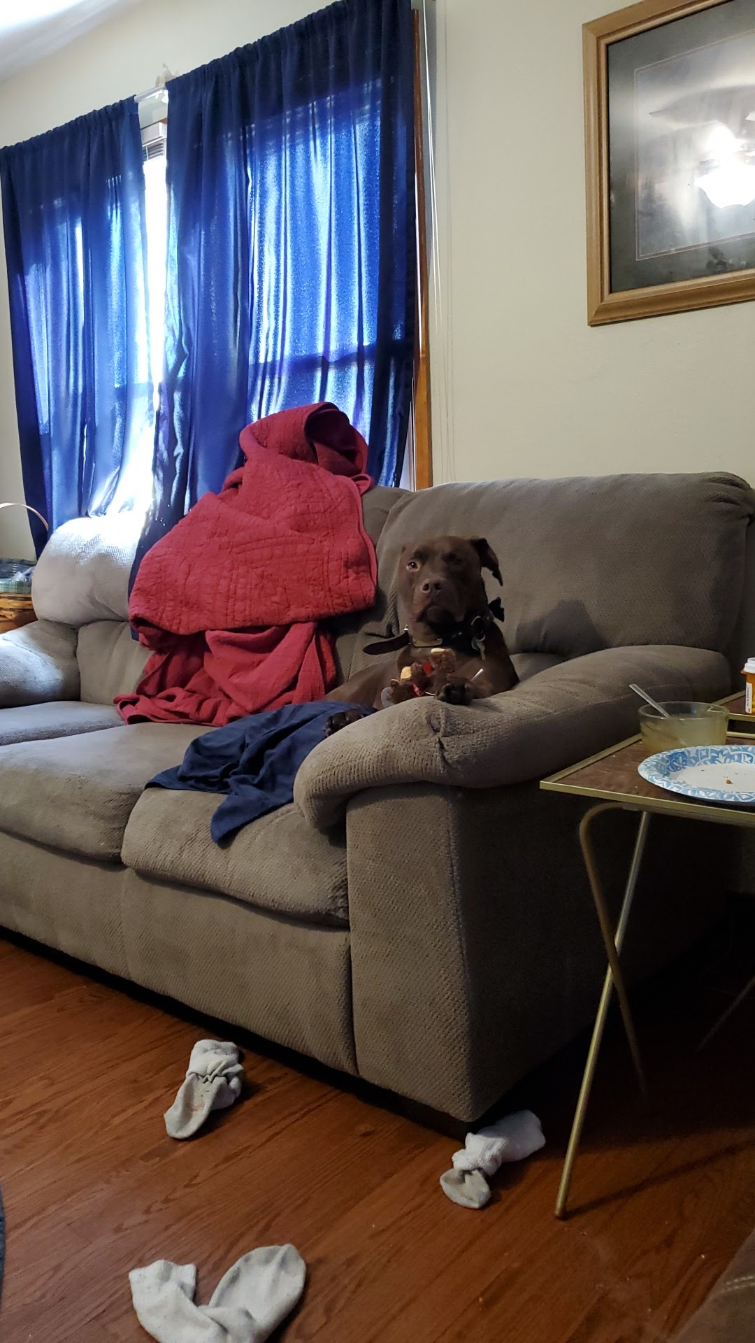 The Pup Clip Washington